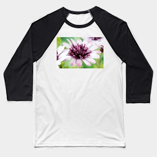 Osteospermum  Flower Power Double Series  Double berry white Baseball T-Shirt